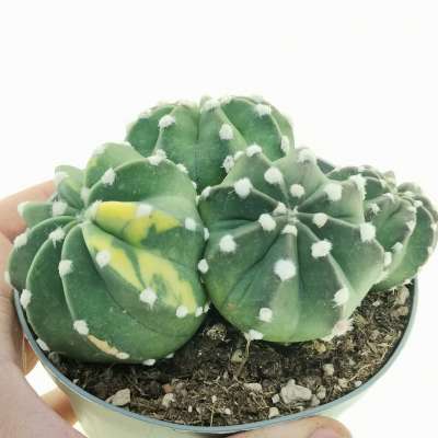 Echinopsis subdenudata f. variegata