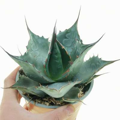 Agave parrasana