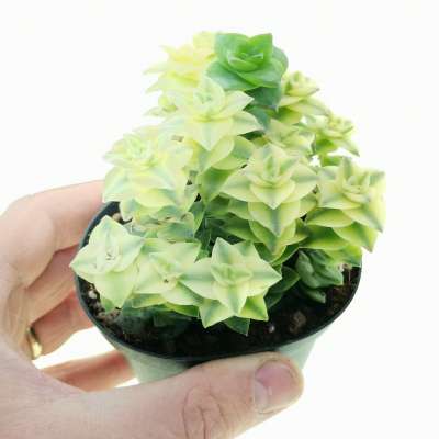 Crassula perforata f. variegata
