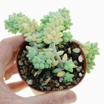 Sedum burrito