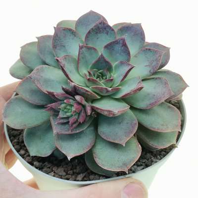 Echeveria longissima var. brachyantha