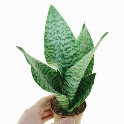 Sansevieria trifasciata 'Hahnii'