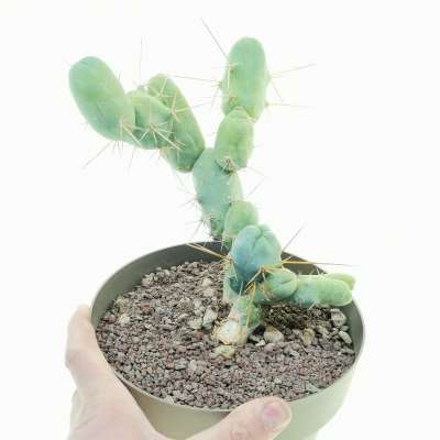 Trichocereus bridgesii mostruoso