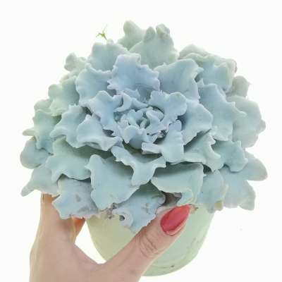 Echeveria 'Crispate Beauty'