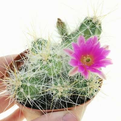 Echinocereus parkeri