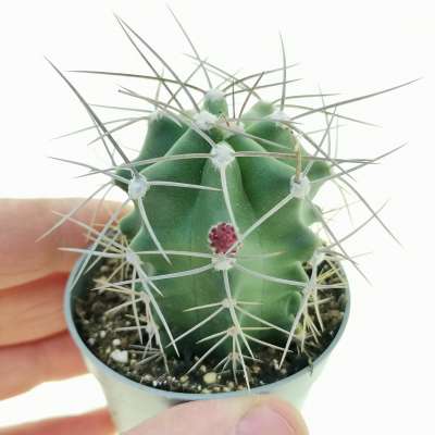 Echinocereus triglochidiatus