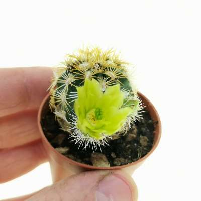 Echinocereus viridiflorus var. correllii - Giromagi