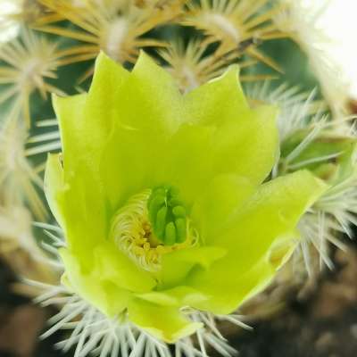 Echinocereus viridiflorus var. correllii - Giromagi