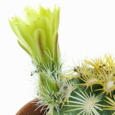 Echinocereus viridiflorus var. correllii - Giromagi