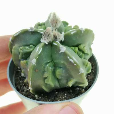 Astrophytum myriostigma cv. Fukuryu (Type B) var. nudum