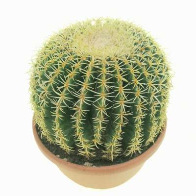 Echinocactus grusonii var. brevispinus (Cuscino della suocera)