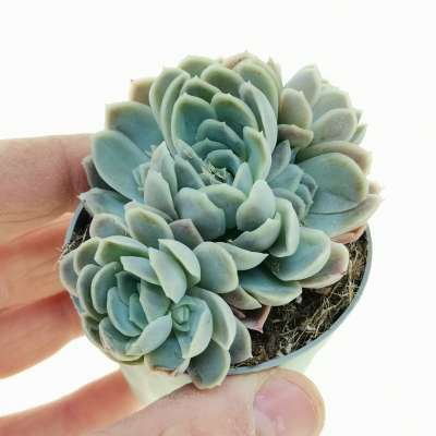 Echeveria elegans - Giromagi