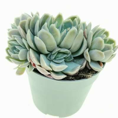 Echeveria elegans - Giromagi