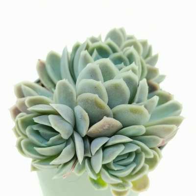 Echeveria elegans - Giromagi
