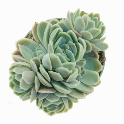 Echeveria elegans - Giromagi