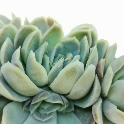 Echeveria elegans - Giromagi
