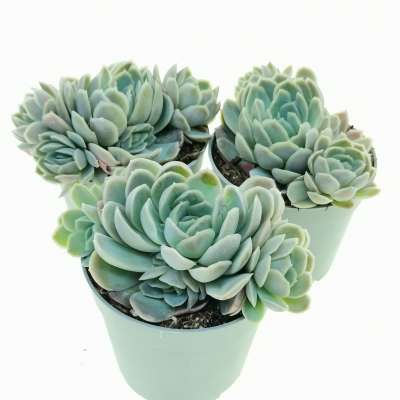 Echeveria elegans - Giromagi