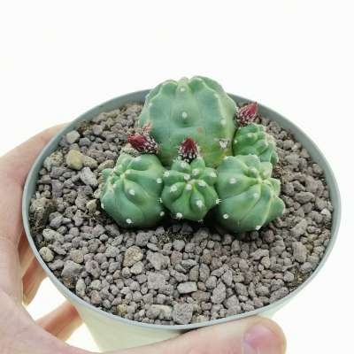 Echinocereus triglochidiatus var. mojavensis f. inermis