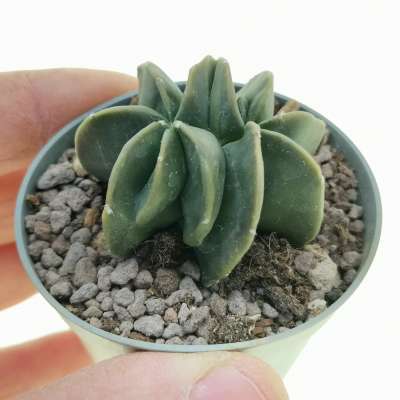 Astrophytum myriostigma var. nudum f. crestata