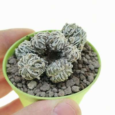 Astrophytum myriostigma cv. Fukuryu Reticulatus f. crestata