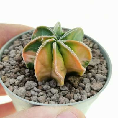 Astrophytum myriostigma var. multicostatum f. variegata nudum