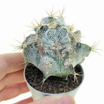 Astrophytum ornatum f. mostruosa