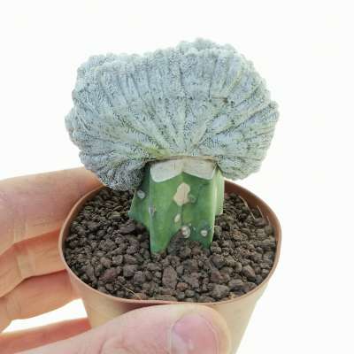 Astrophytum myriostigma cv. onzuka f. crestata