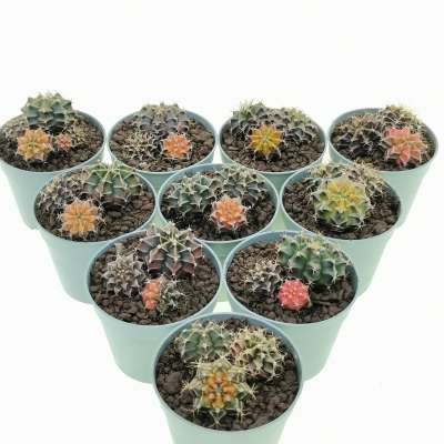 Gymnocalycium mihanovichii f. variegata 10 pcs