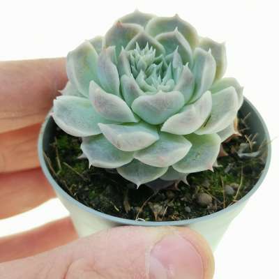 Echeveria hyalina