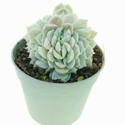Echeveria hyalina f. crestata - Giromagi