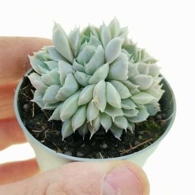 Echeveria hyalina f. crestata