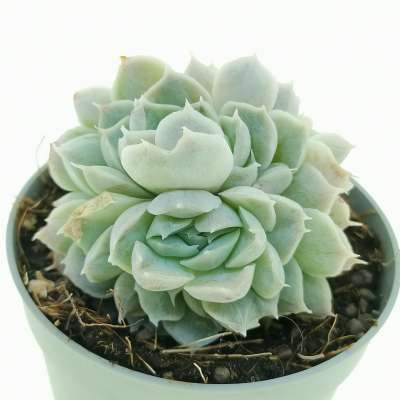 Echeveria hyalina f. crestata - Giromagi