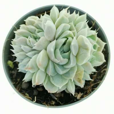 Echeveria hyalina f. crestata - Giromagi