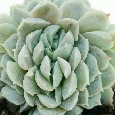 Echeveria hyalina f. crestata - Giromagi
