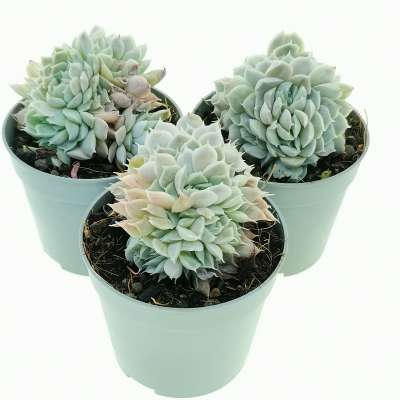 Echeveria hyalina f. crestata - Giromagi