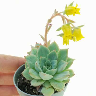 Echeveria 'California queen'