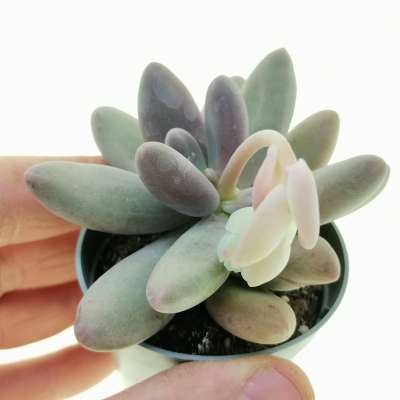 Pachyphytum 'Captain Jessop'