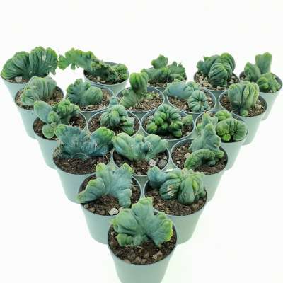 Trichocereus bridgesii mostruoso crestato 20 pcs