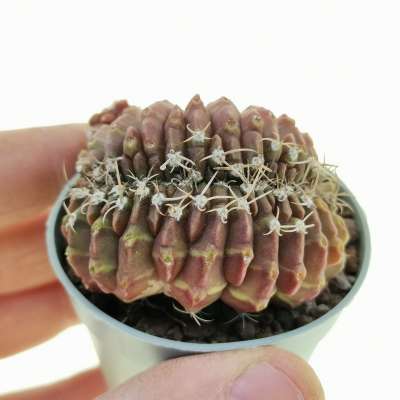 Gymnocalycium anisitsii subs. damsii f. crestata