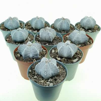 Astrophytum myriostigma cv. Onzuka 10 pcs.