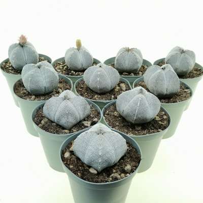 Astrophytum myriostigma cv. Onzuka var. quadricostatum 10 pcs.
