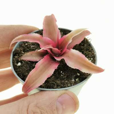 Cryptanthus bivittatus 'Rubin Star' - Giromagi