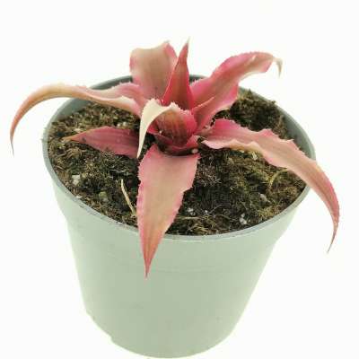 Cryptanthus bivittatus 'Rubin Star' - Giromagi