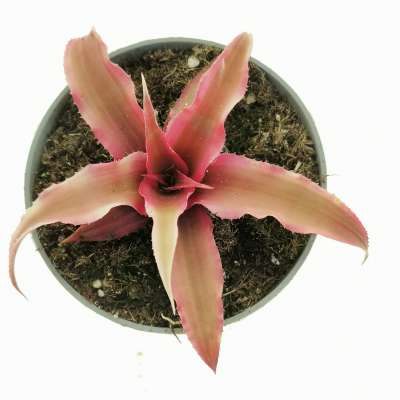 Cryptanthus bivittatus 'Rubin Star' - Giromagi
