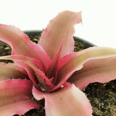 Cryptanthus bivittatus 'Rubin Star' - Giromagi