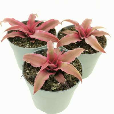 Cryptanthus bivittatus 'Rubin Star' - Giromagi