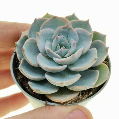 Echeveria desmetiana