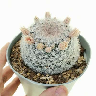Mammillaria candida