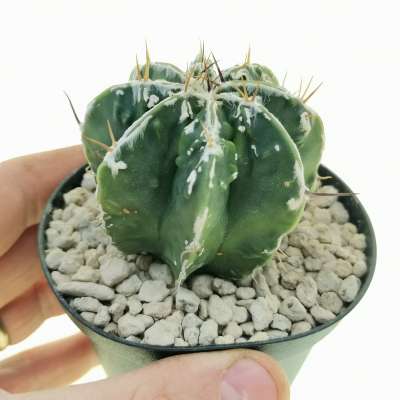 Astrophytum ornatum cv. haku-jo var. nudum