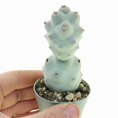Tephrocactus articulatus var. calvus